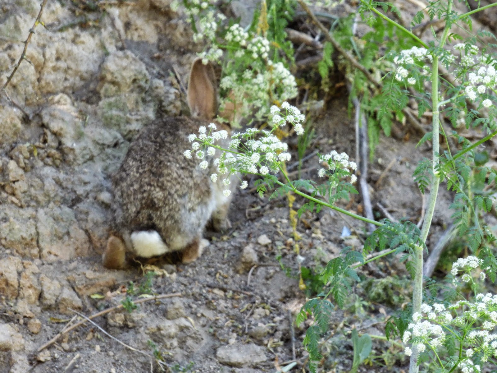 Conejo