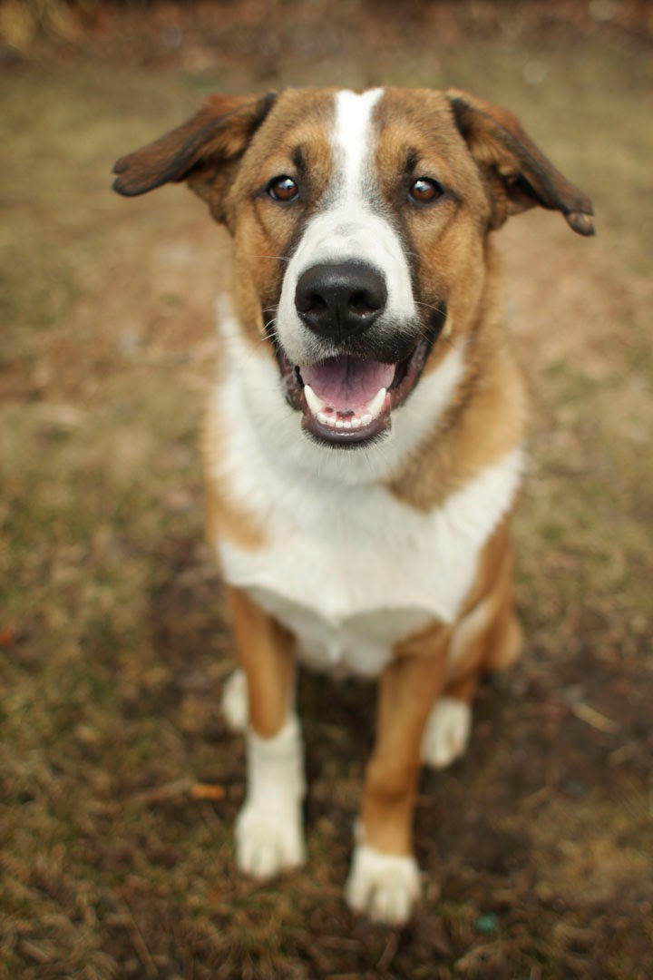Power Collie (smooth) mix