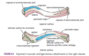 Human Medecine: Scapula-Fractures of the Scapula-Dropped Shoulder and