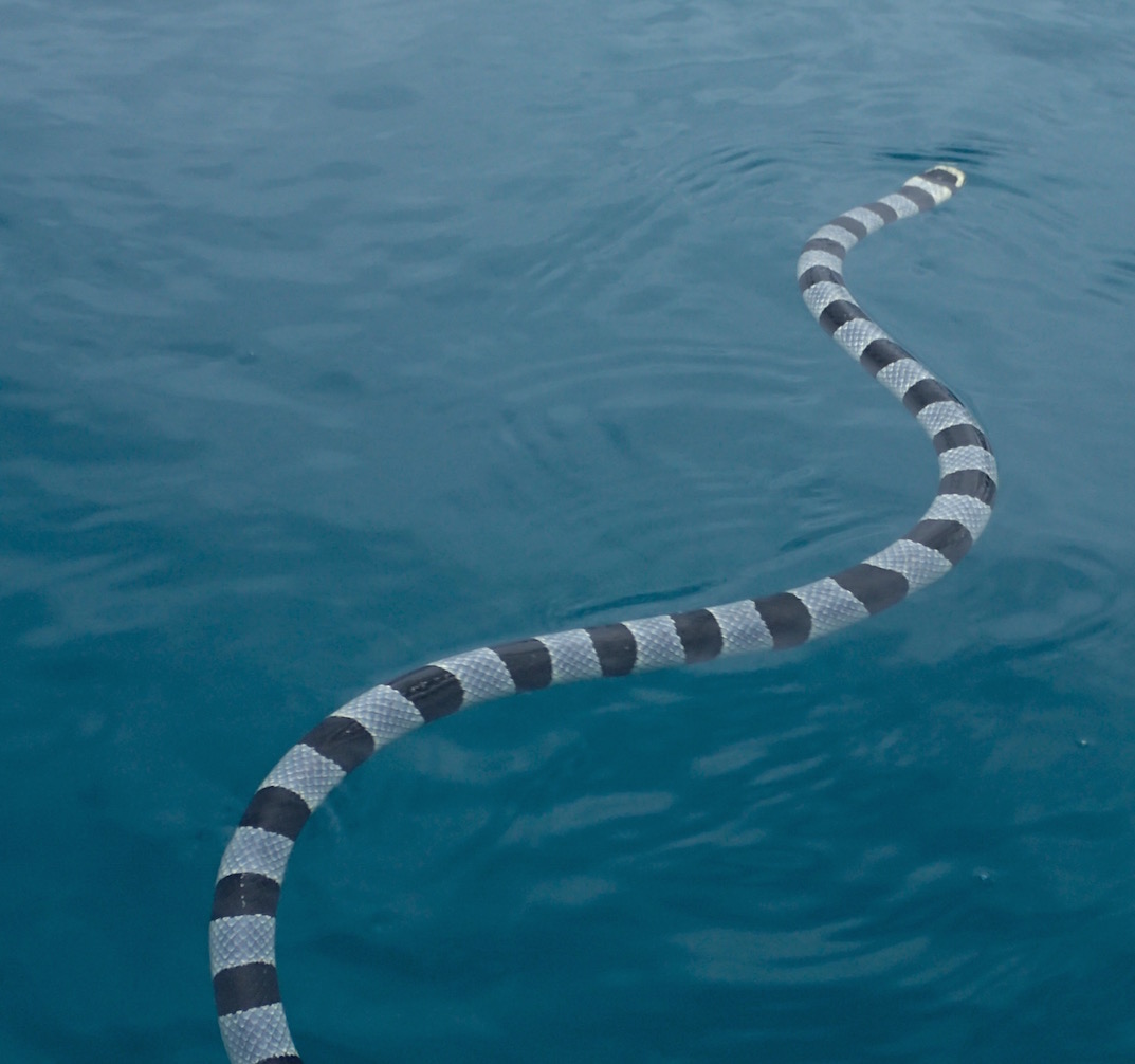 Galley Wench Tales Tonga Kapa Creep Out