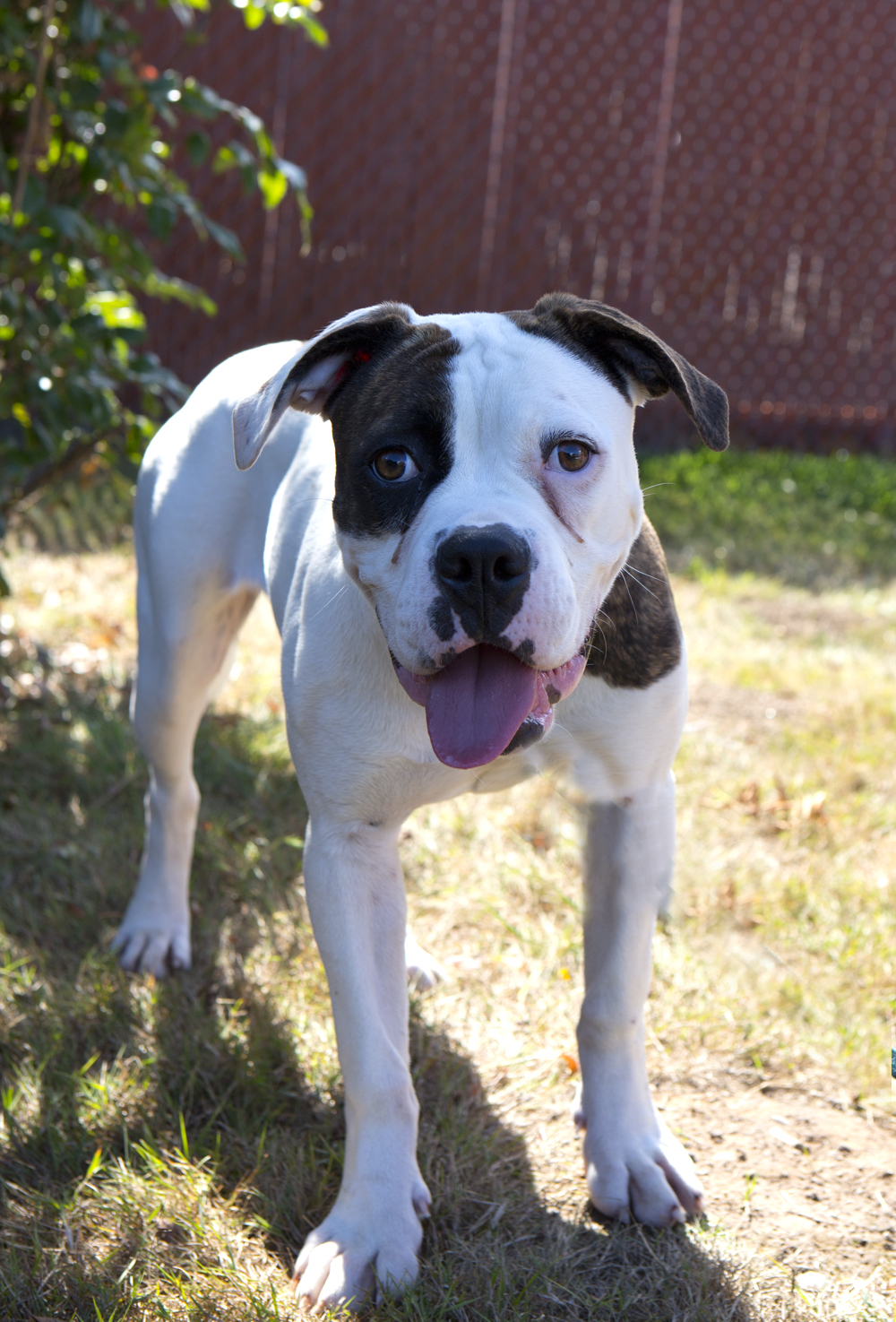 Are American Bulldogs People Friendly