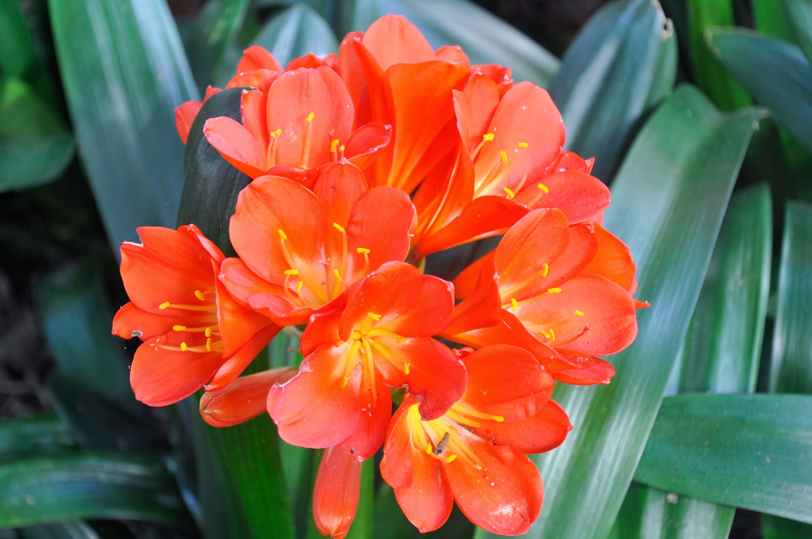 Clivias in Colour, Central Coast, NSW, Australia Clivias