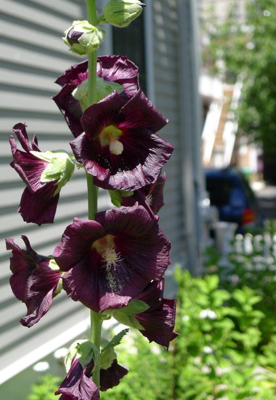 An Urban Cottage Flowers Around The House