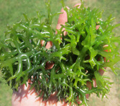 Manfaat Rumput Laut Manfaat Rumput Laut