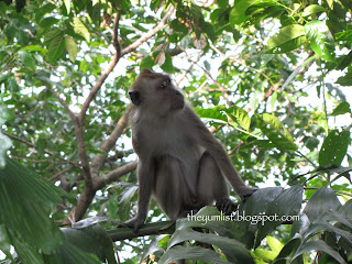 Monkey Tree Monkey, Batu Feringgi, Penang, Thai, Cocktails, tapas, best restaurant, casual