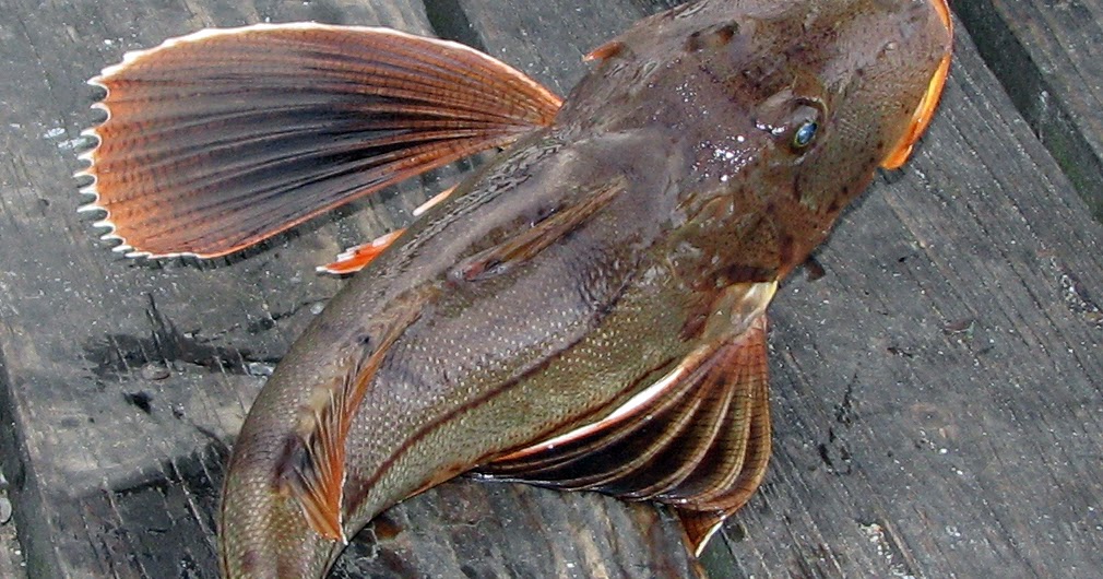 Northern Sea Robin Fishes