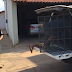 Preso suspeito de chacina que matou quatro pessoas em Madeiro do Piauí