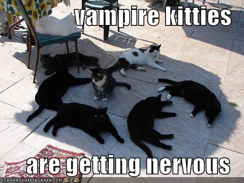funny-pictures-vampire-cats-shade-sunlight%255B1%255D.jpg