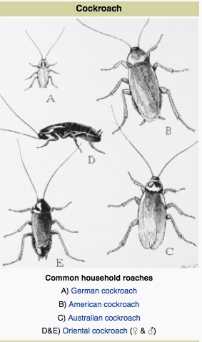 Facts And Tidbits About Cockroaches Dave S Pest Control