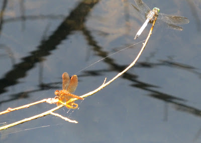 Eastern Amberwing and