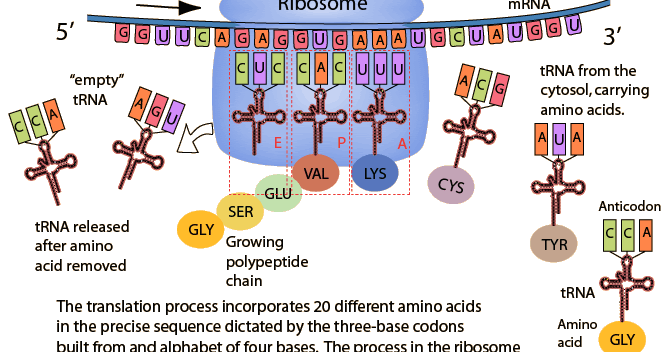 Lindsay High Biology Project Importance Of Translation In Protein Synthesis Translation is the synthesis of polypeptides on ribosomes and translation depends on complementary base pairing between codons on mrna and anticodons on trna. lindsay high biology project blogger