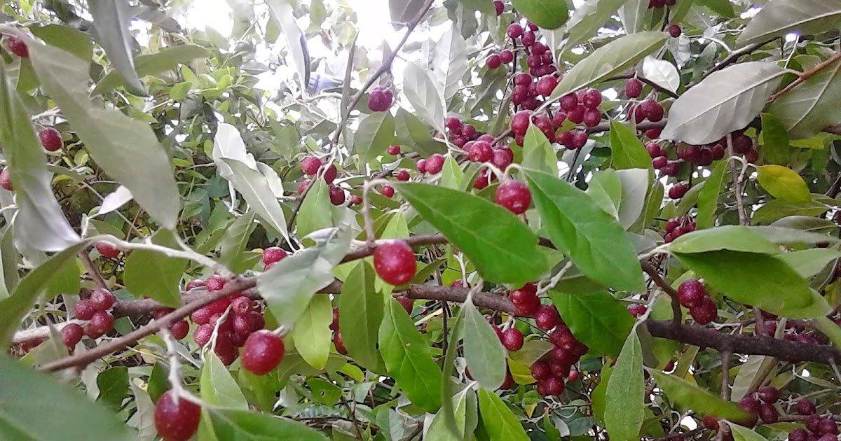 Southern Forager Autumn Olive Orange Jam Canning Recipe