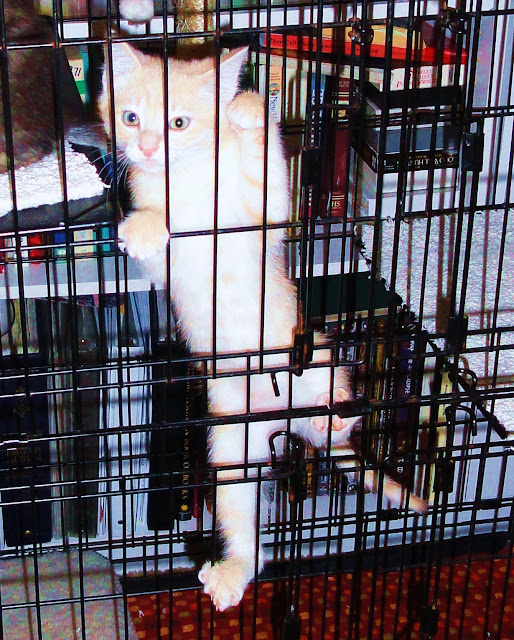 DOWAGER QUEEN Kittens in a Cage