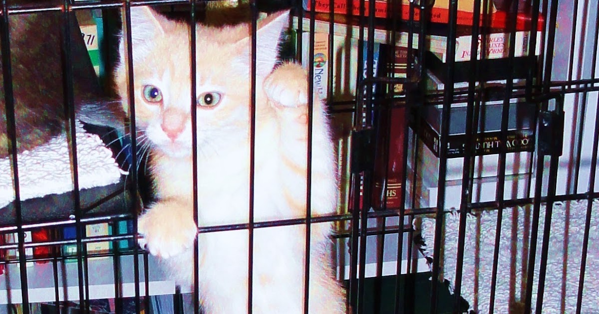 DOWAGER QUEEN Kittens in a Cage