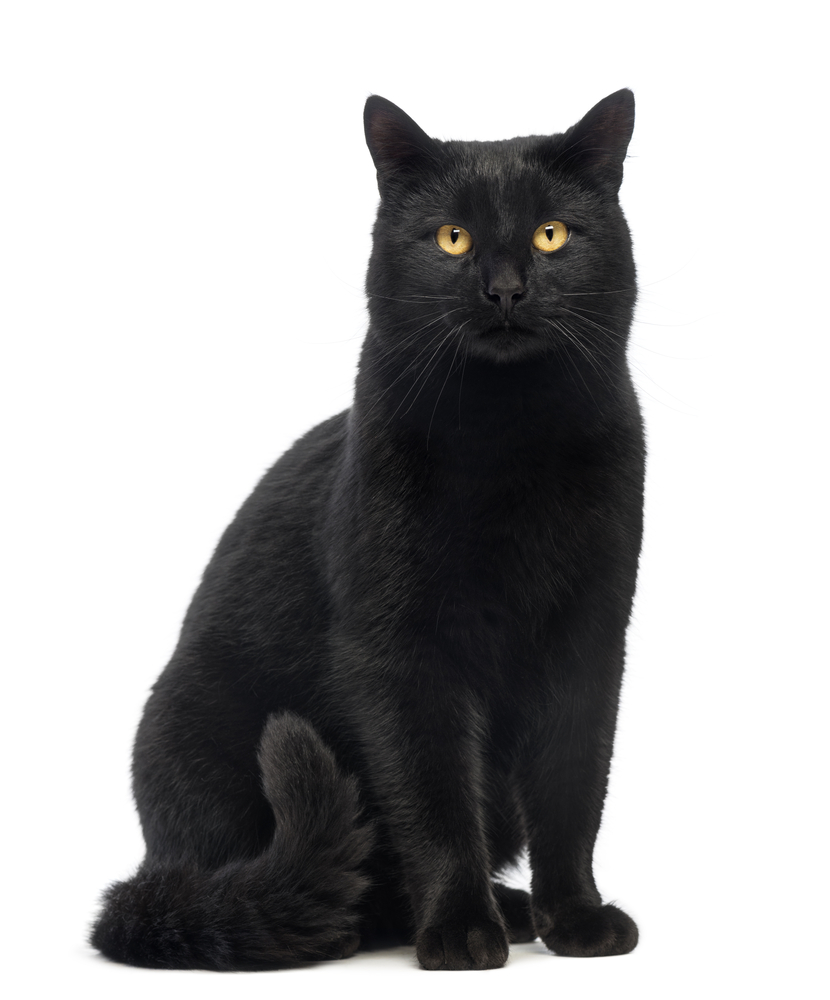 13 Halloween Superstitions