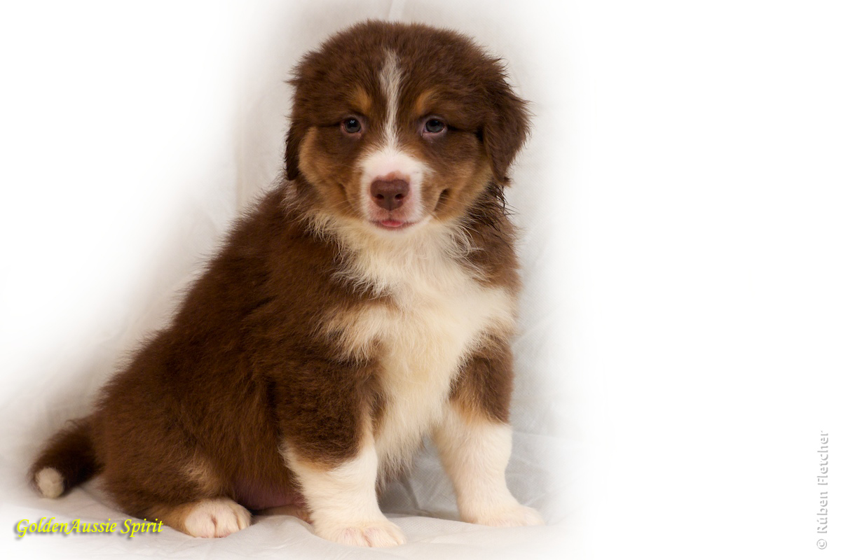 australian shepherd or golden retriever casa calado english australian shepherd and golden retriever australian shepherd or golden retriever casa calado english australian shepherd and golden retriever