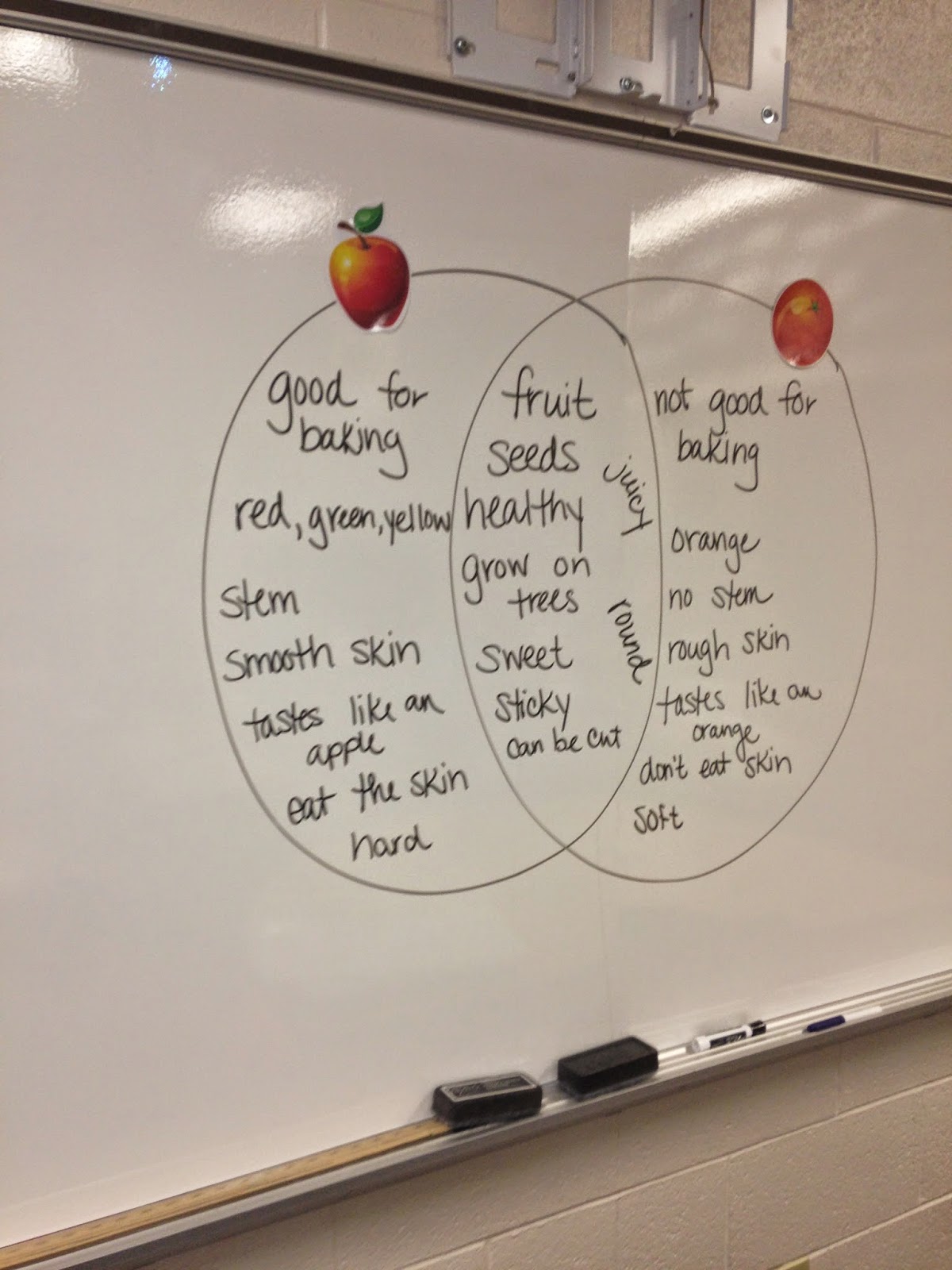Compare and contrast essay example apples and oranges picture