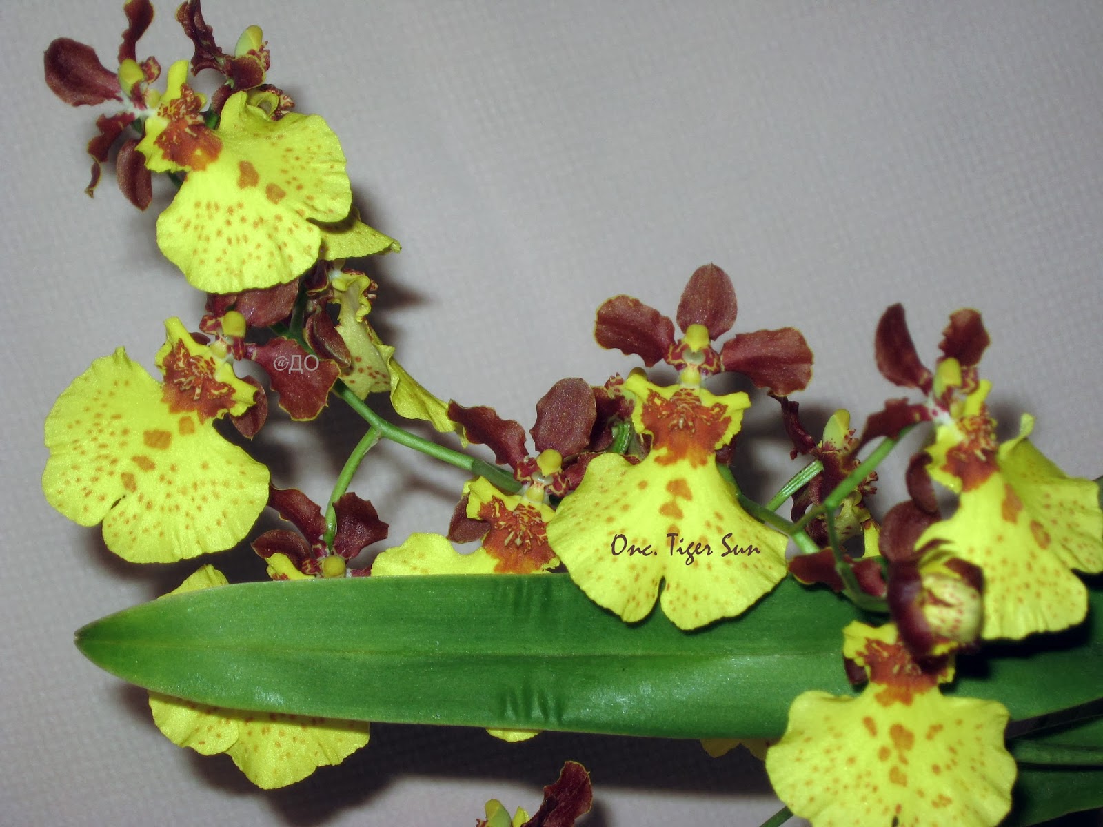 Oncidium Tiger Sun - да все вы тут красотулечки Oncidium Tiger Sun - да все вы тут красотулечки