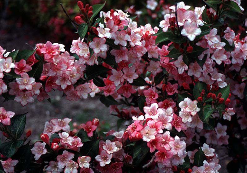 Gardening With Grace