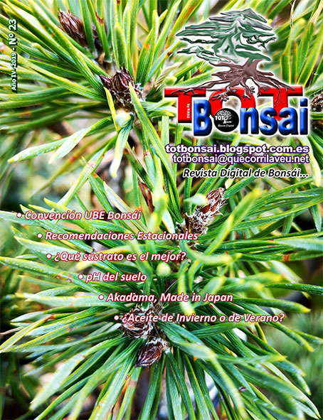 DR TOT Bonsai Nº 23