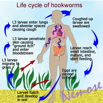 hookworm+life+cycle+3.png