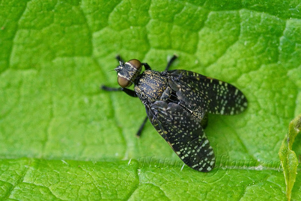 Platystoma seminationis