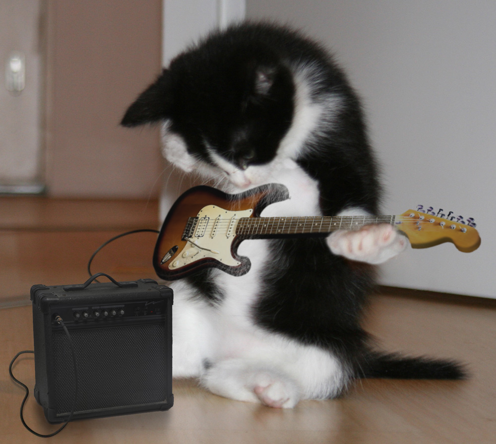 (Megapost) Imágenes de gatos graciosos. (Megapost) Imágenes de gatos graciosos.