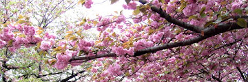 7 Tempat Terbaik Untuk Melihat Bunga Sakura
