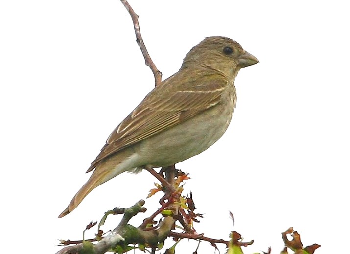 We Bird North Wales Common Rosefinch still present