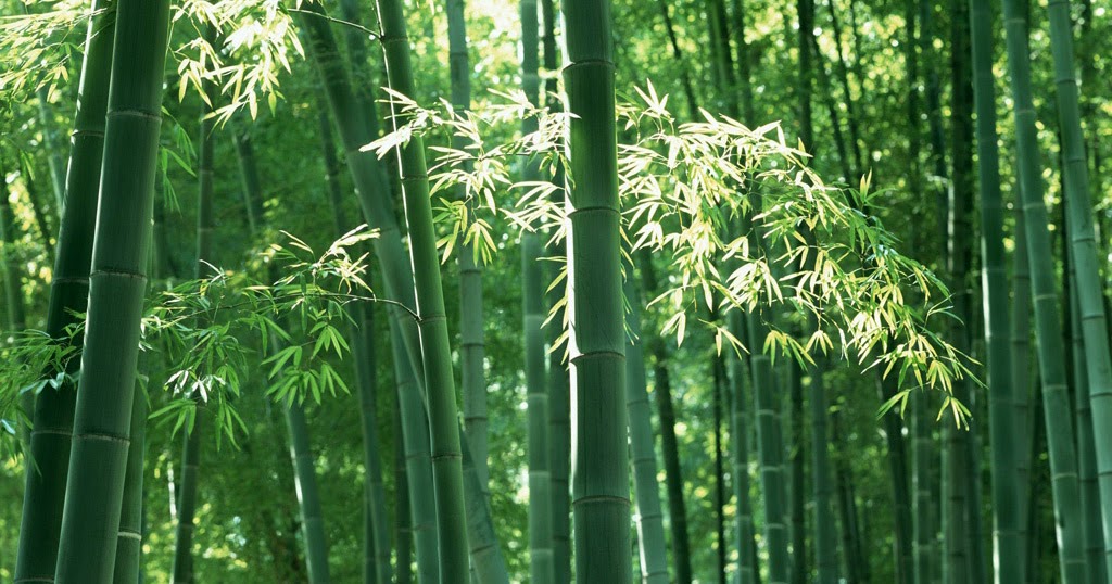 9+ Arti Mimpi Melihat Bambu Hijau Besar