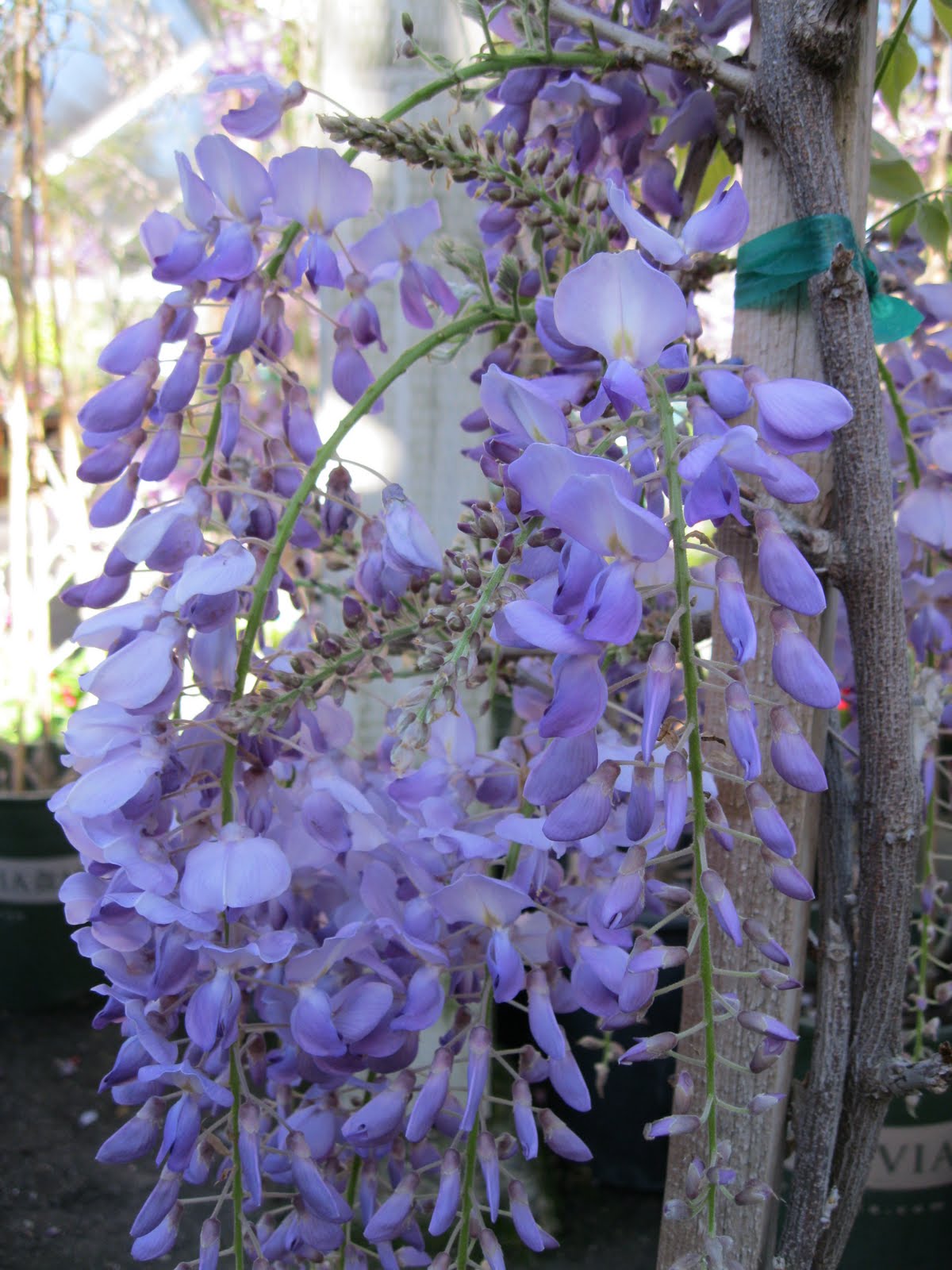 Growing wisteria Sloat Garden Center