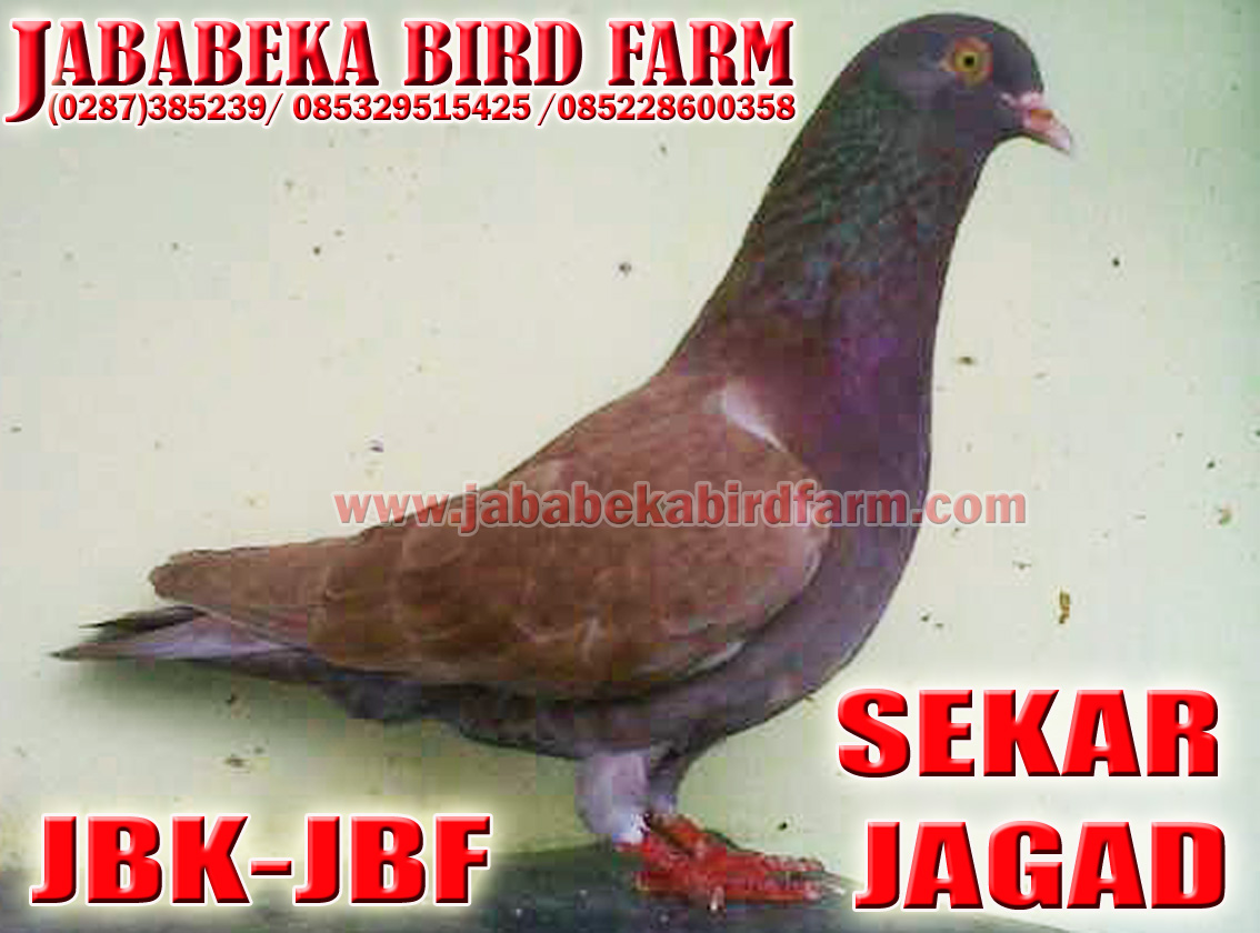 Telp 087715351384 Wa 087715351384 Burung Merpati Kolongan Juara Nasional Lokalan Burung Kinerja Bagus Di Event Nasional Pmti Dan Lokalan