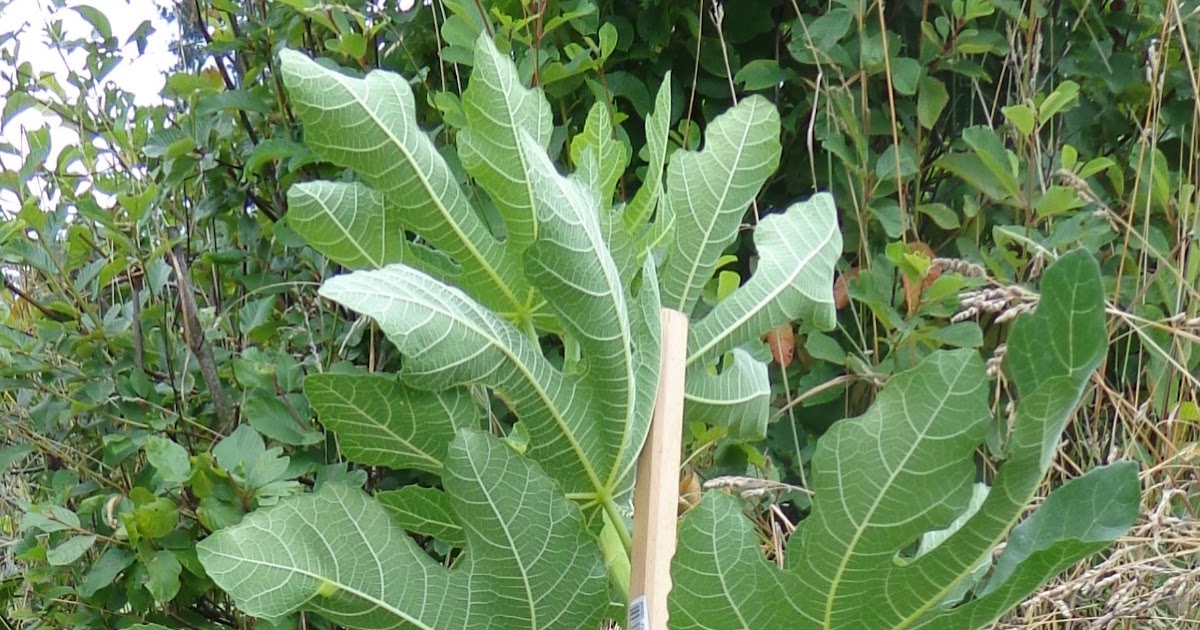 Growing Greener in the Pacific Northwest: Smith Fig Tree Graduation