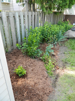 Toronto Riverdale back yard garden clean up after by Paul Jung Gardening Services