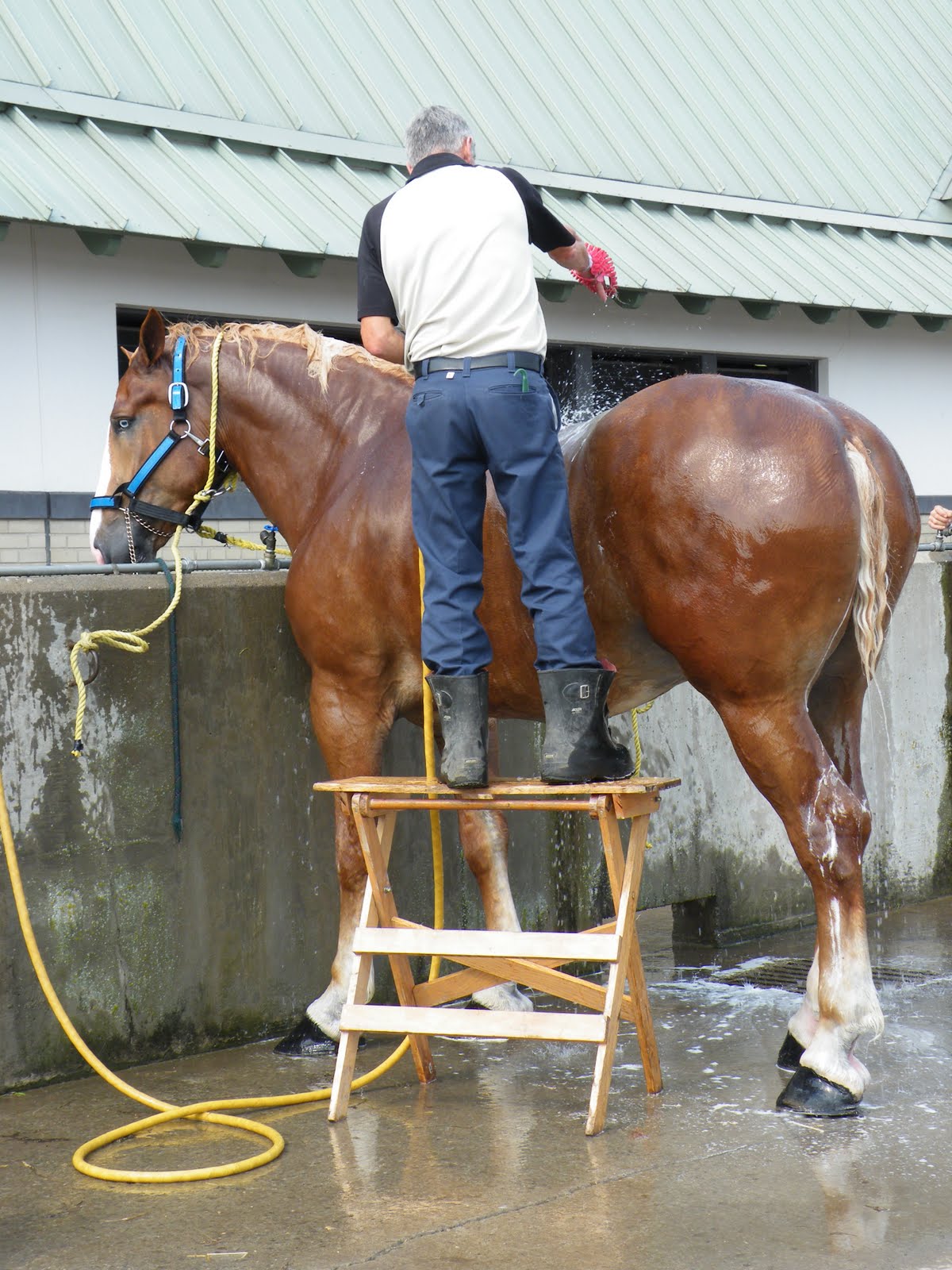 Evenstar Art the draft marathon 6 horse hitch