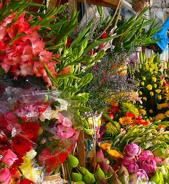 tropical flowers