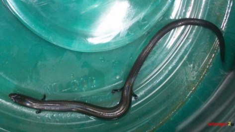 ular berkaki 4 malaysia 4 Subhanallah! Ular Berkaki Empat di Malaysia 
