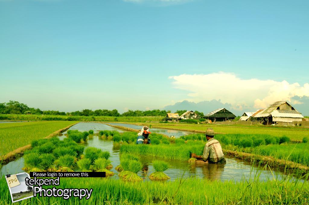 Gambar Pemandangan Sawah yang Indah