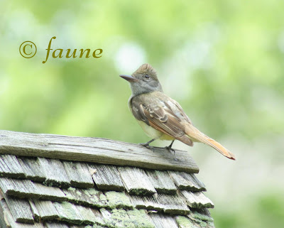 Great Crested Flycatcher