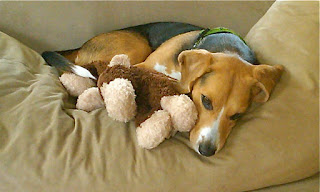 Cute Beagle trying to catch a nap