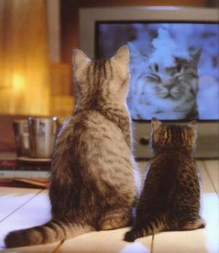 cat-watching-tv+2.jpg