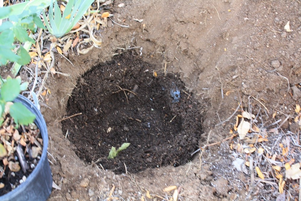 The Edible Garden October 2011