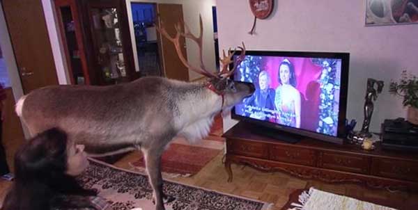 http://2.bp.blogspot.com/-zjZBWyf_VWg/Upn_-bqKnVI/AAAAAAABUDY/dp50N46ghWc/s1600/Reindeer+watching+TV.jpg