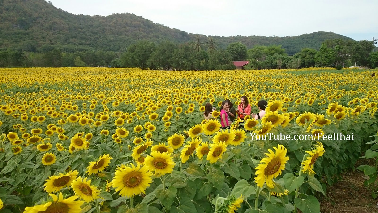 เที่ยวไม่กลับบ้าน มารพิณ ทุ่งทานตะวันที่เขาใหญ่ 2558 Sunflower field