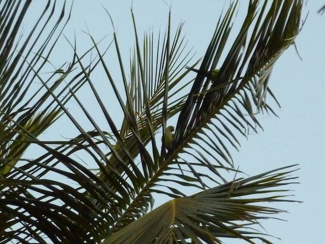 la langune de Tangalle au Sri Lanka