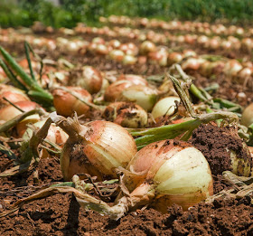 How to Start Onions Farming Business 