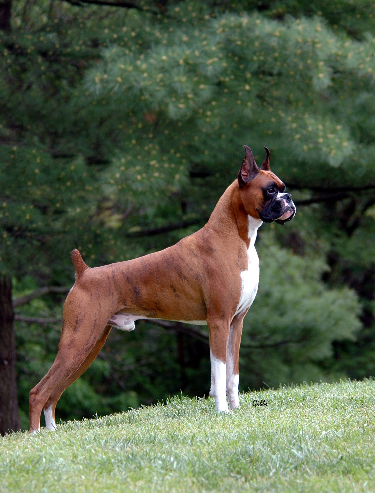 american boxer the gallery for gt boxer outline american boxer the gallery for gt boxer outline