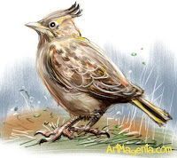 Crested Lark is a bird illustration by artist and illustrator Artmagenta