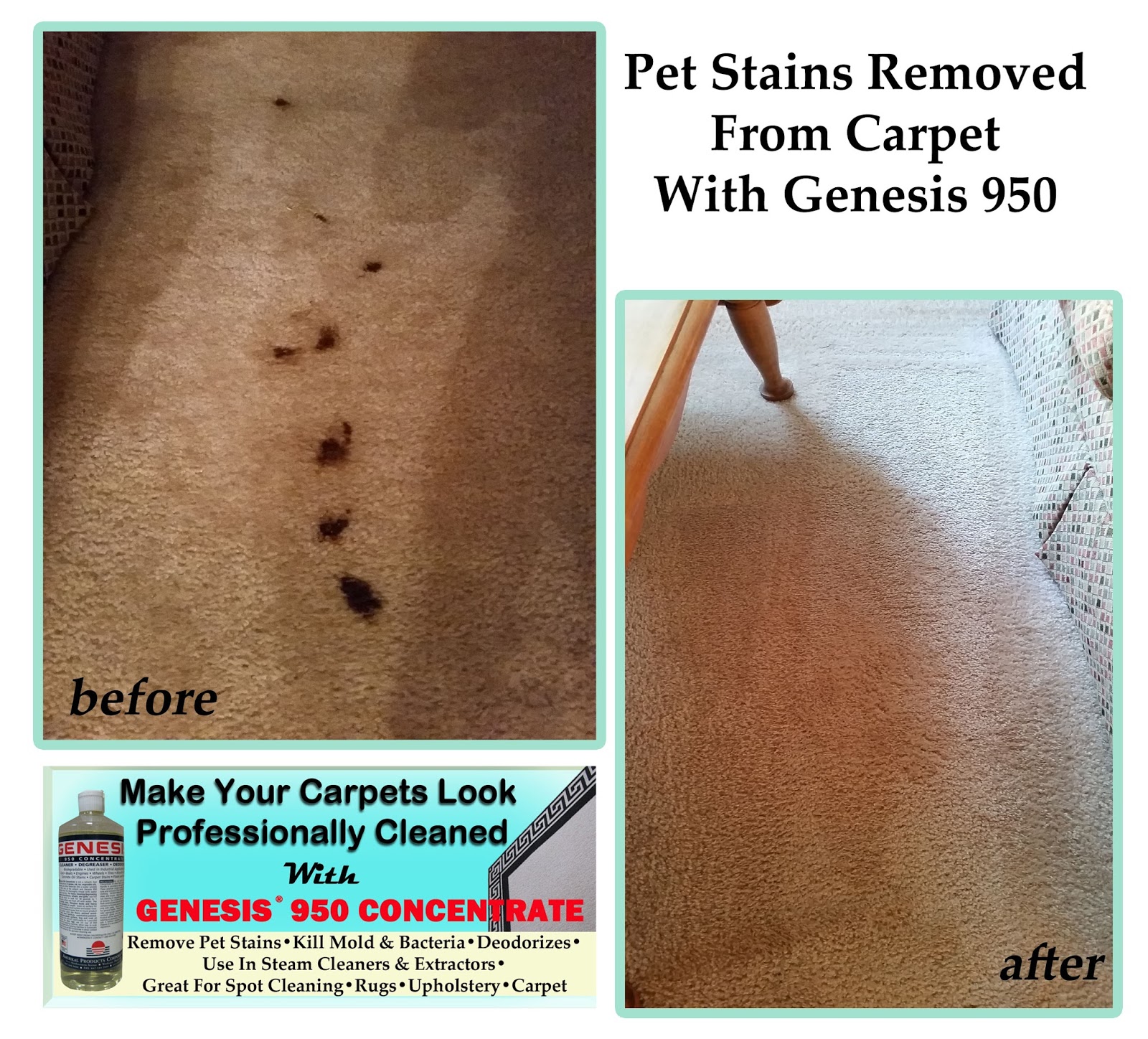 Pet Stain Removal With Genesis 950