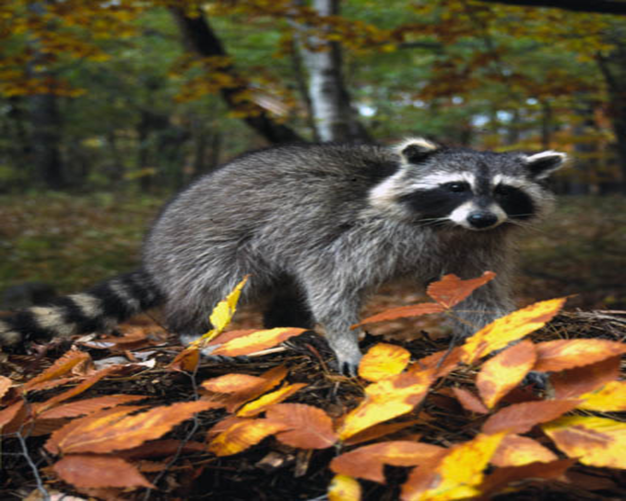 Best Jungle Life: Raccoon & Raccoon Pics And Raccoon Wallpapers